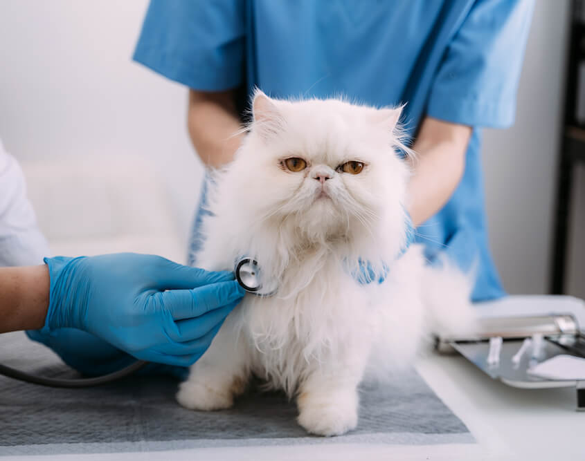 Leczenie zwierząt w klinice weterynaryjnej Vet-Med